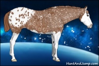 Horse Color:Chestnut Sabino Splash Appaloosa 