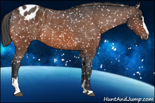 Horse Color: Bay Sabino Blanket Rabicano 