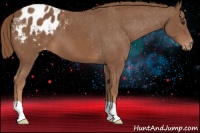 Horse Color:Chestnut Appaloosa 