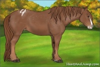 Horse Color:Chestnut Splash Blanket 