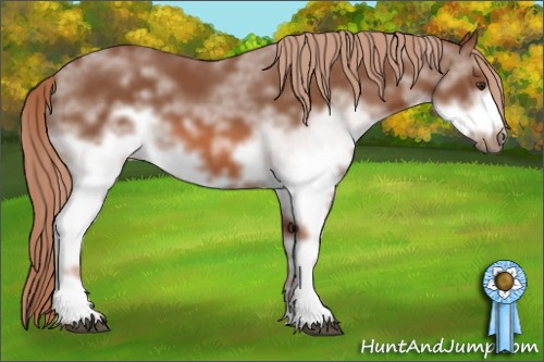 Horse Color: White Spotted Chestnut Frame 