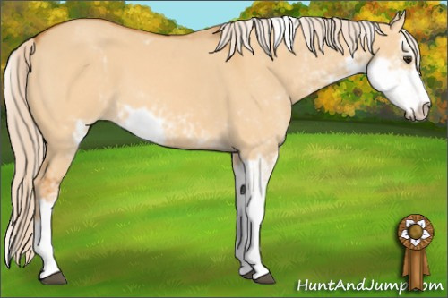 Horse Color: Chocolate Palomino Dun Sabino 