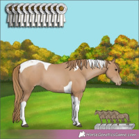 Horse Color:Black Pearl Tobiano 