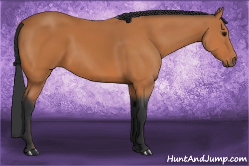 Horse Color: Bay Sabino 