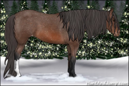 Horse Color: Bay Snowcap 