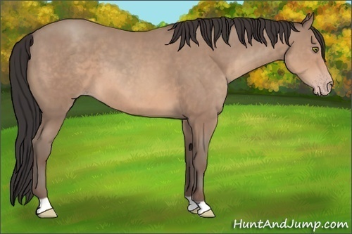 Horse Color: Sable Champagne 