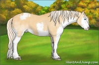 Horse Color:Palomino Sabino Splash Blanket 