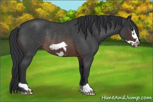 Horse Color: Brown Roan Frame Rabicano 