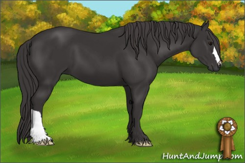 Horse Color: Buckskin 