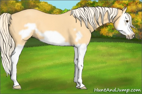 Horse Color: Palomino Splash Frame 