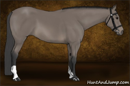 Horse Color: Black 