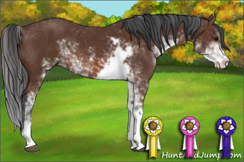 Horse Color: Bay Sabino 