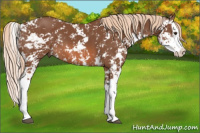 Horse Color:Chestnut Sabino Splash 