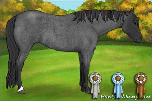 Horse Color: Blue Roan 