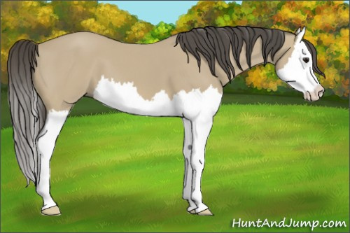 Horse Color: Buckskin Splash 
