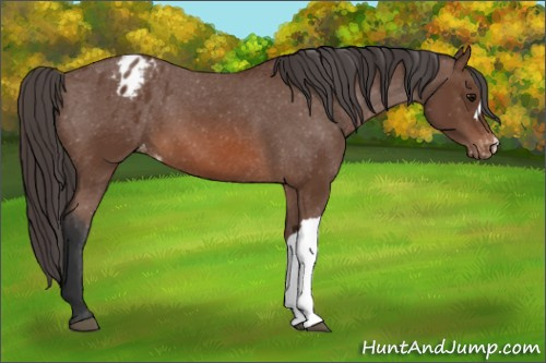 Horse Color: Unknown 