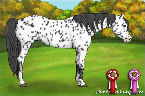 Horse Color: Unknown 