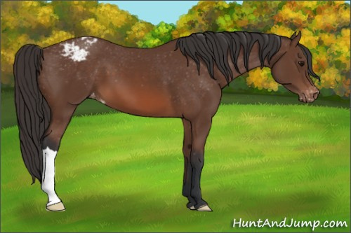 Horse Color: Bay Blanket 
