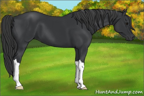 Horse Color: Black 