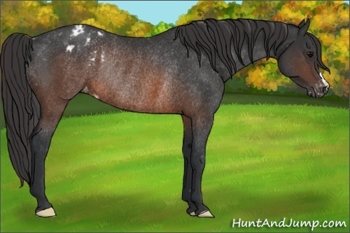 Horse Color: Brown Blanket Rabicano 