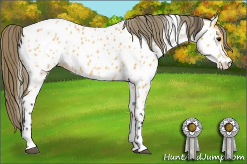 Horse Color: Buckskin Tobiano Near Leopard 