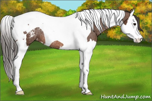 Horse Color: Bay Splash Tobiano Blanket Rabicano 