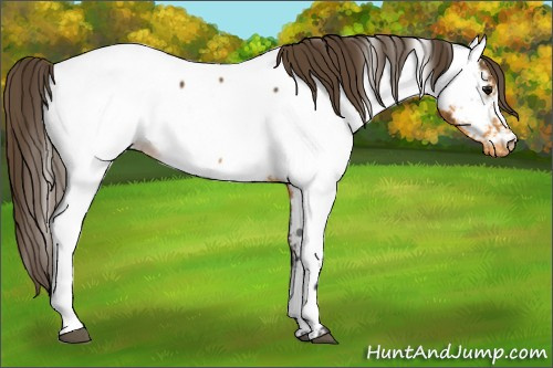 Horse Color: Buckskin Near Fewspot 