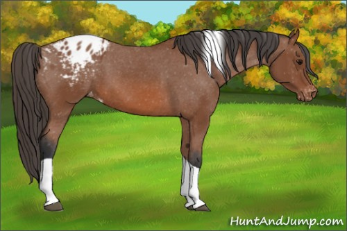Horse Color: Bay Tobiano Blanket 