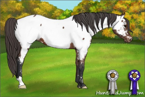 Horse Color: Bay Near Fewspot 