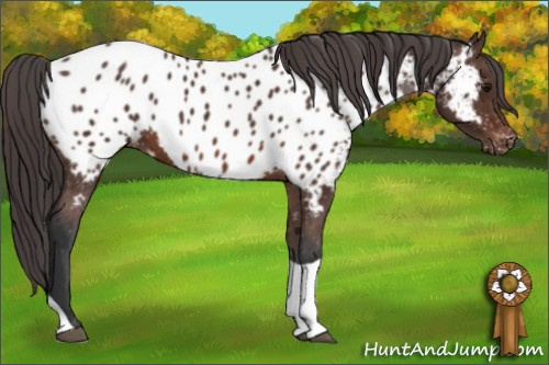 Horse Color: Brown Tobiano Near Leopard 