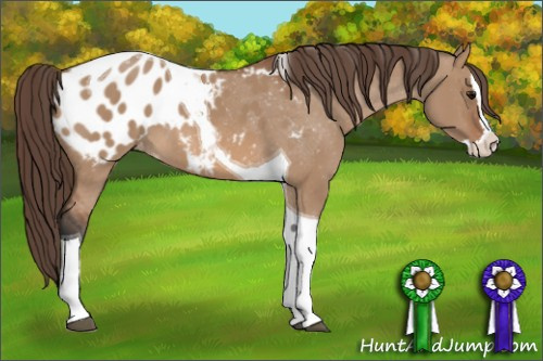 Horse Color: Bay Dun Splash Tobiano Blanket 