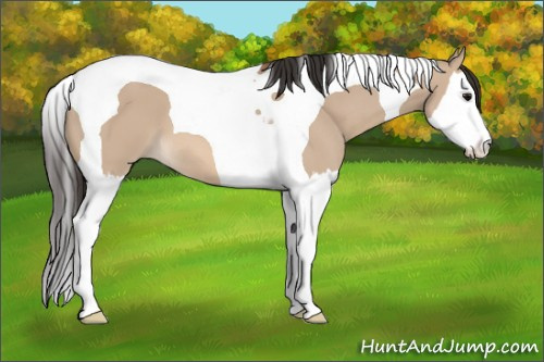 Horse Color: Bay Dun Splash Tobiano 