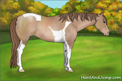 Horse Color: Black Pearl Tobiano Rabicano 