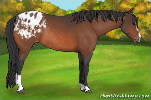 Horse Color: Bay Sabino Blanket Rabicano 