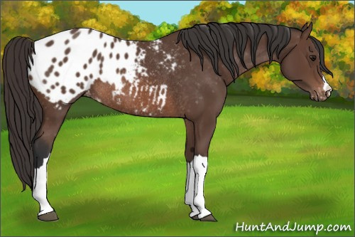 Horse Color: Bay Blanket Rabicano 