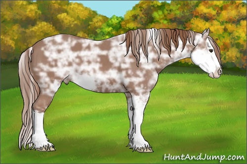 Horse Color: Chestnut Ice Sabino Splash 