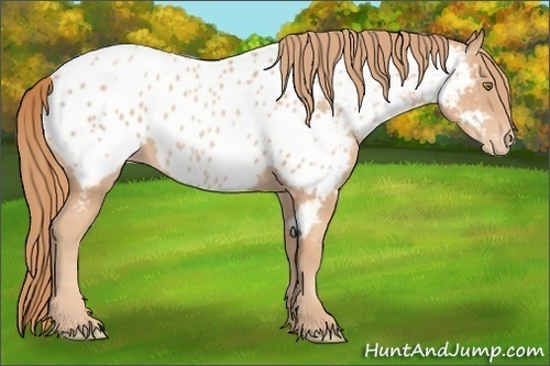 Horse Color: Gold Champagne Near Leopard 