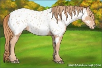 Horse Color:Gold Champagne Near Leopard