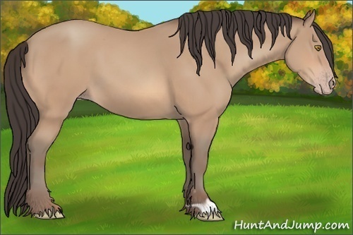 Horse Color: Amber Champagne 