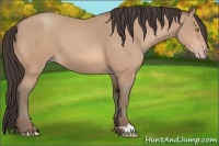 Horse Color:Amber Champagne