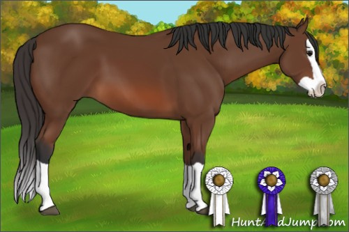Horse Color: Bay Splash 
