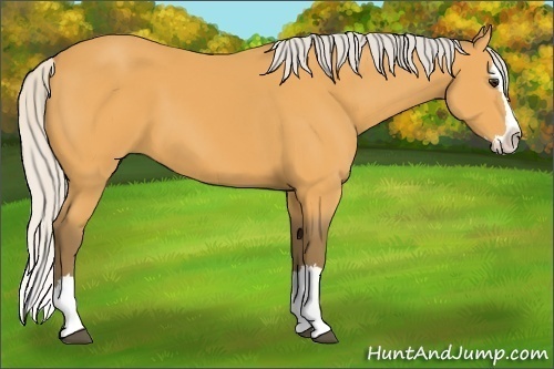 Horse Color: Silver Buckskin Sabino Splash 