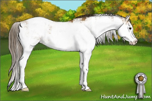 Horse Color: Buckskin Sabino Blanket 