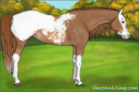 Horse Color:Chestnut Splash Snowcap 