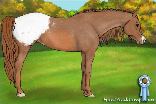 Horse Color: Chestnut Snowcap 