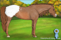 Horse Color:Chestnut Appaloosa 
