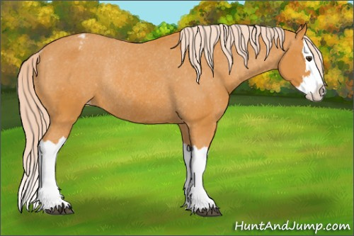 Horse Color: Chocolate Palomino Splash Blanket Rabicano 