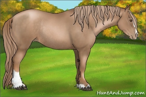 Horse Color: Liver Chestnut Pearl Sabino Rabicano 