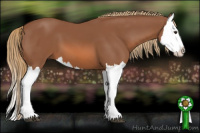 Horse Color:Liver Chestnut Splash 
