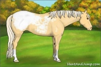 Horse Color:Palomino Snowcap 
